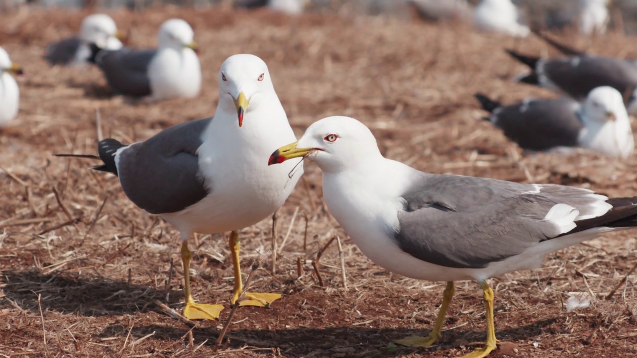 龟岛非军事区-雌性黑尾鸥(Larus crassirostris)正在接受雄性黑尾鸥的饲料/韩国视频素材