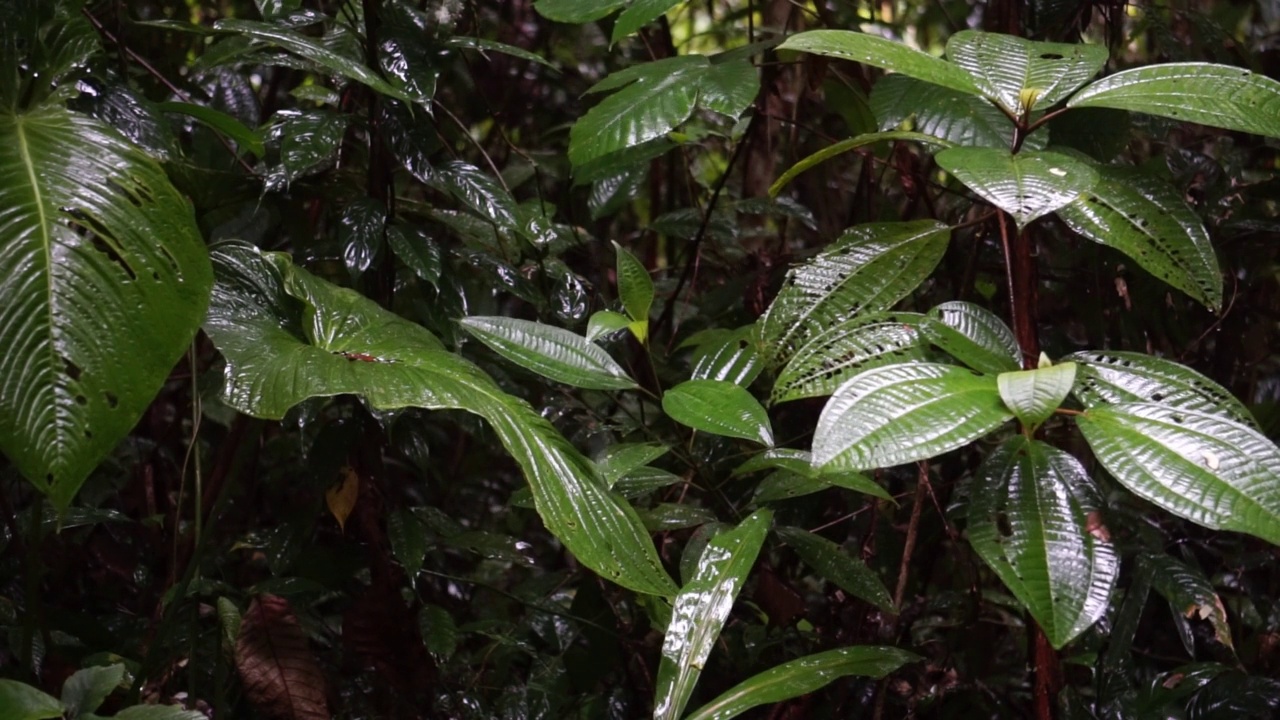 雨落在雨林里视频素材