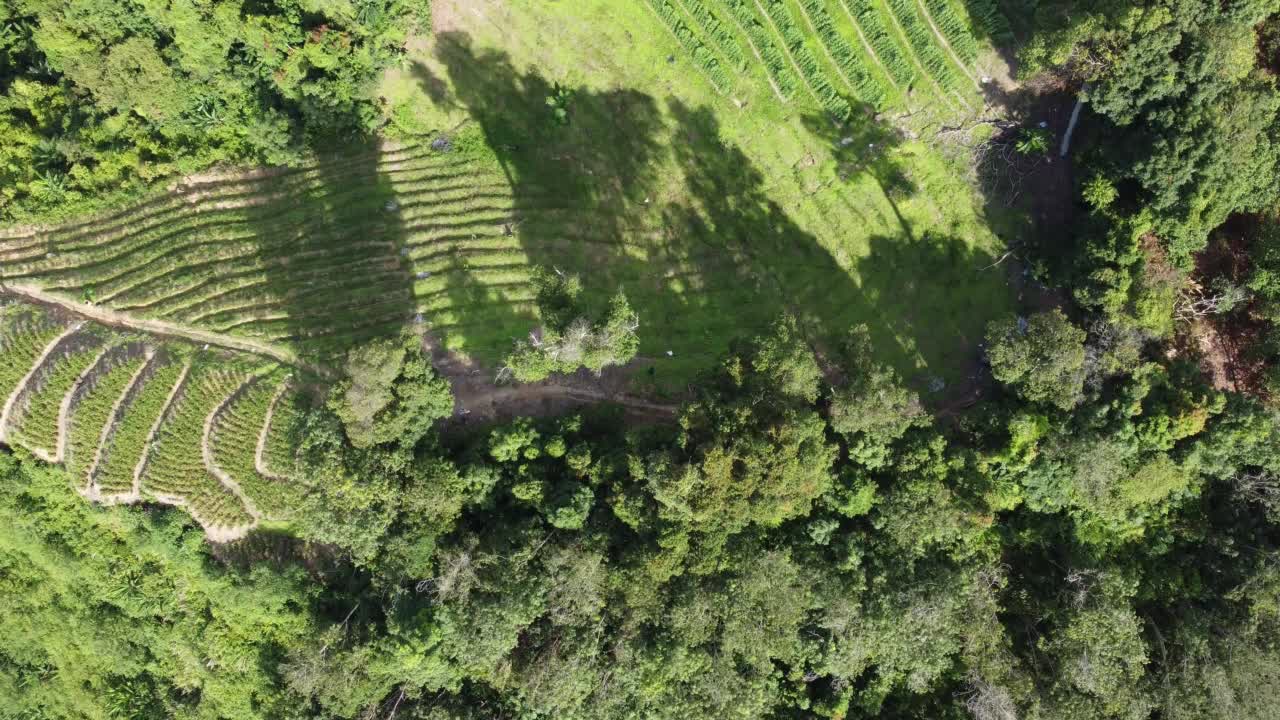 鸟瞰图蔬菜种植园附近的绿荫视频素材