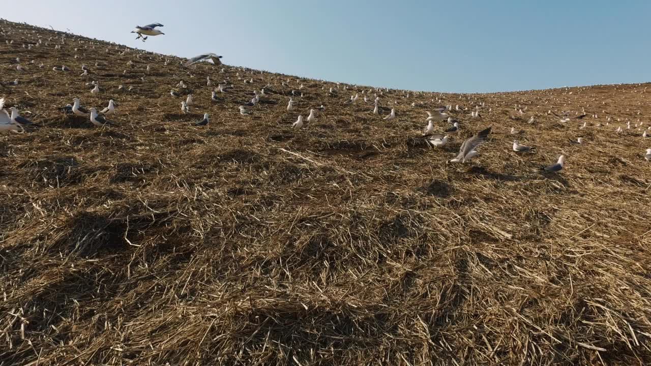 春天的一天，非军事区(韩国非军事区)——在韩国龟岛，一群黑尾鸥(Larus crassirostris)视频素材