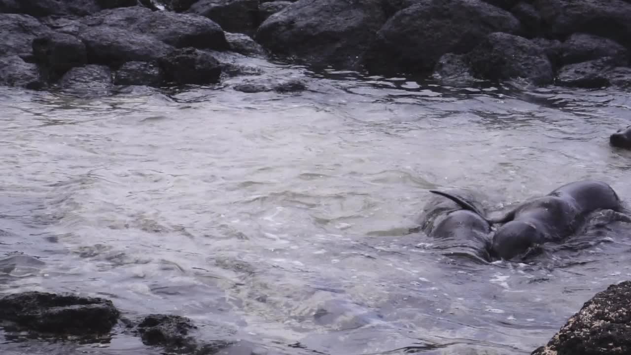 加拉帕戈斯群岛海狮视频素材