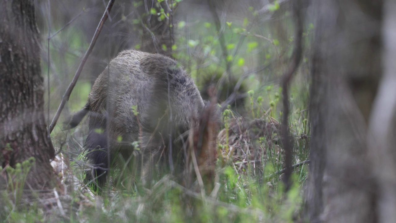 野猪(Sus scrofa)视频素材