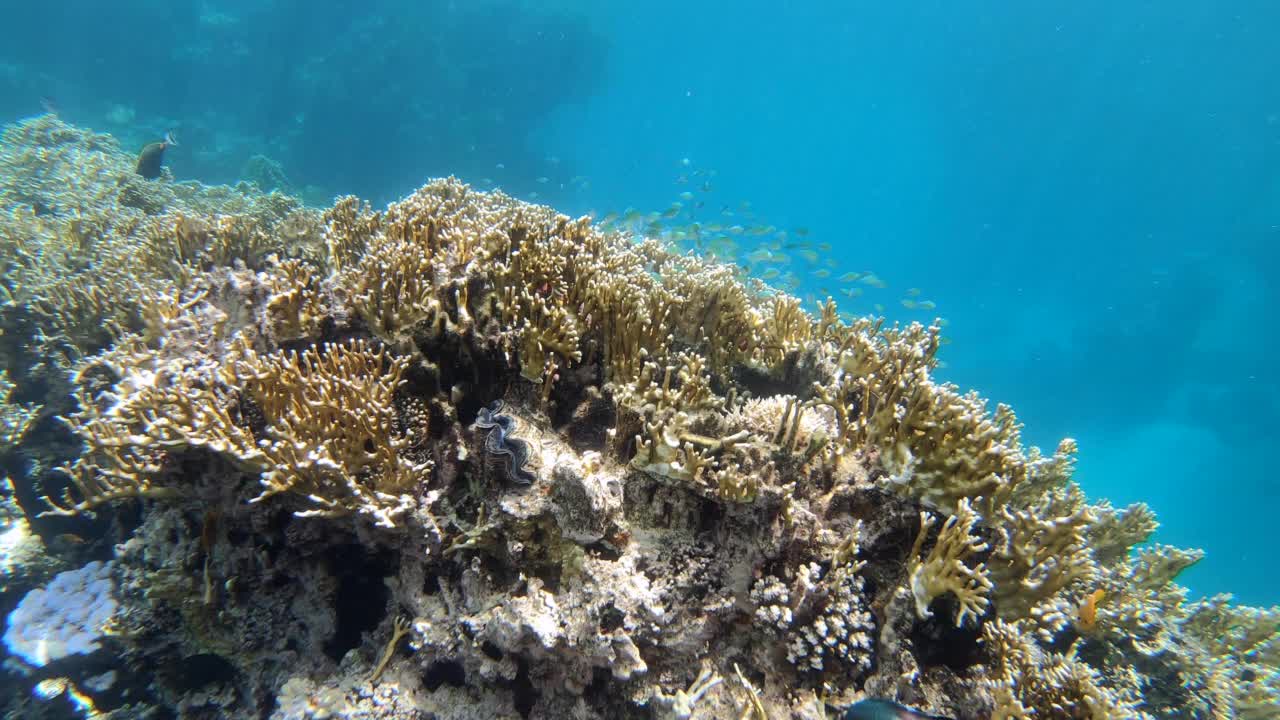 鱼类隐藏在珊瑚中的水下海洋生物视频素材