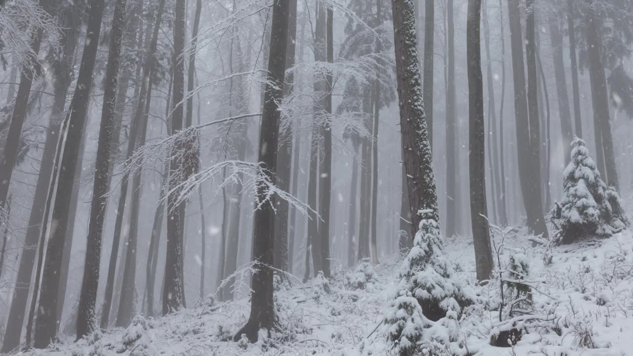 下雪的雪林景观。视频素材