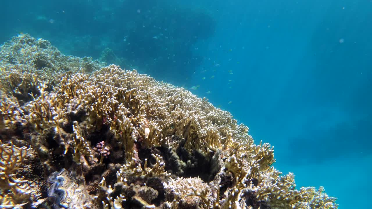 珊瑚礁与热带鱼游泳在红海视频素材