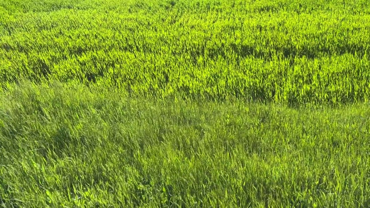 新鲜的绿草麦田背景。视频素材