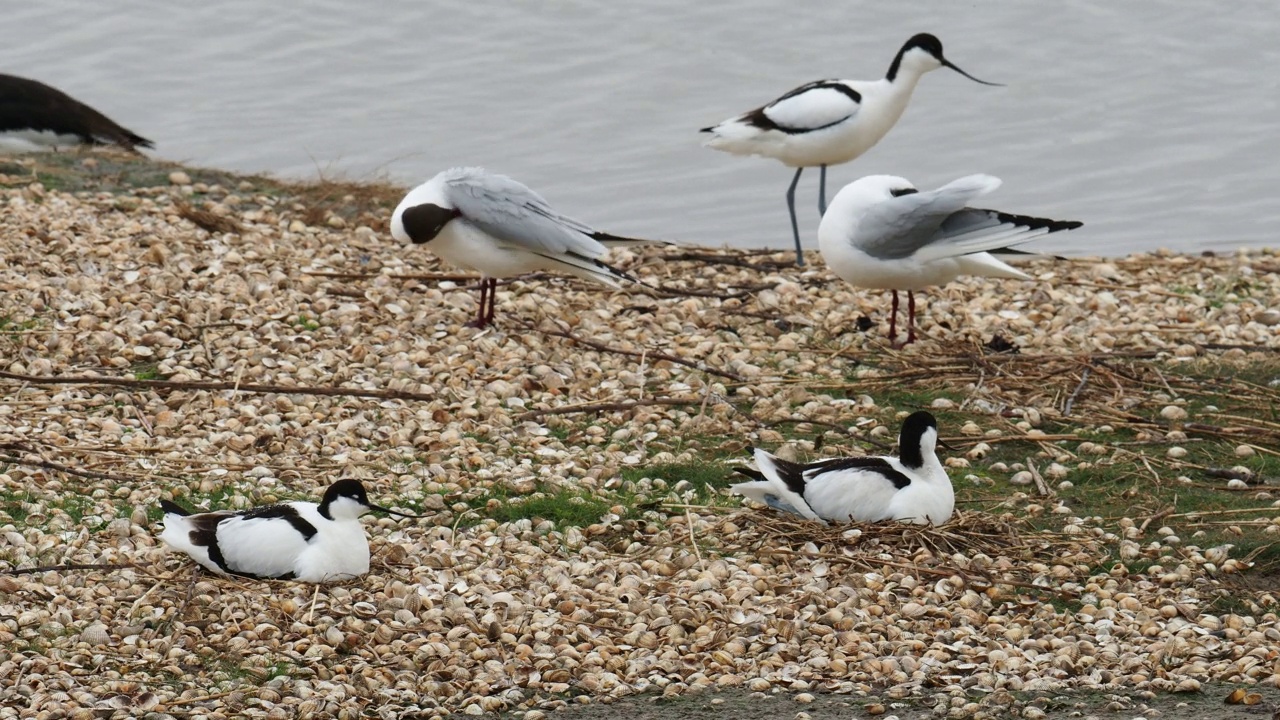 在英国兰开夏郡的雷顿莫斯，Avocets筑巢和黑头鸥Chroicocephalus ridibundus。视频素材