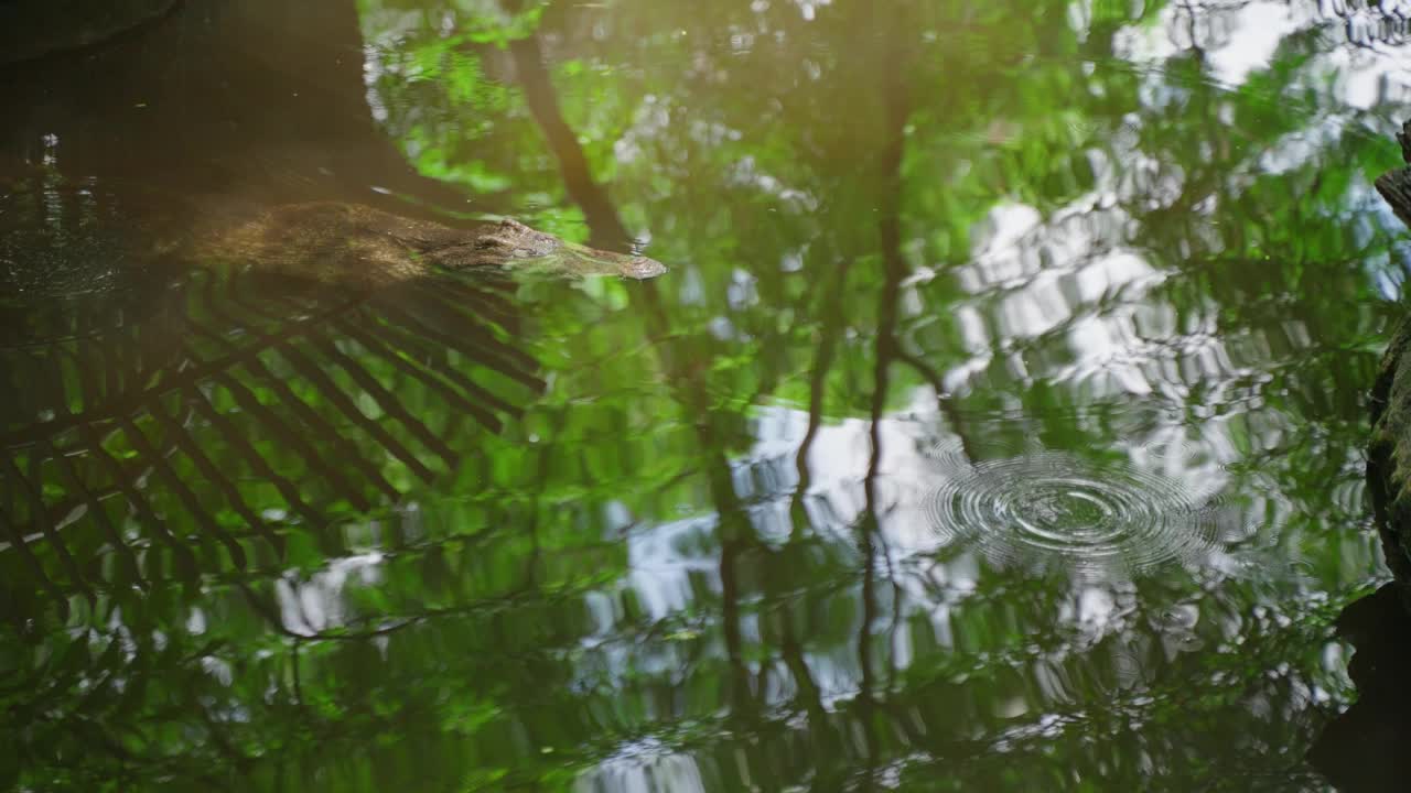 池塘里的短吻鳄视频素材