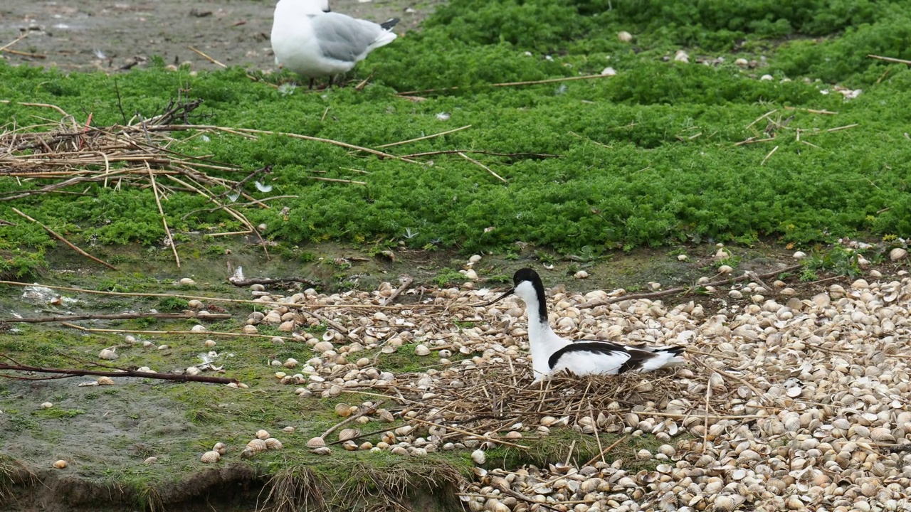 在英国兰开夏郡的雷顿莫斯，Avocets筑巢和黑头鸥Chroicocephalus ridibundus。视频素材