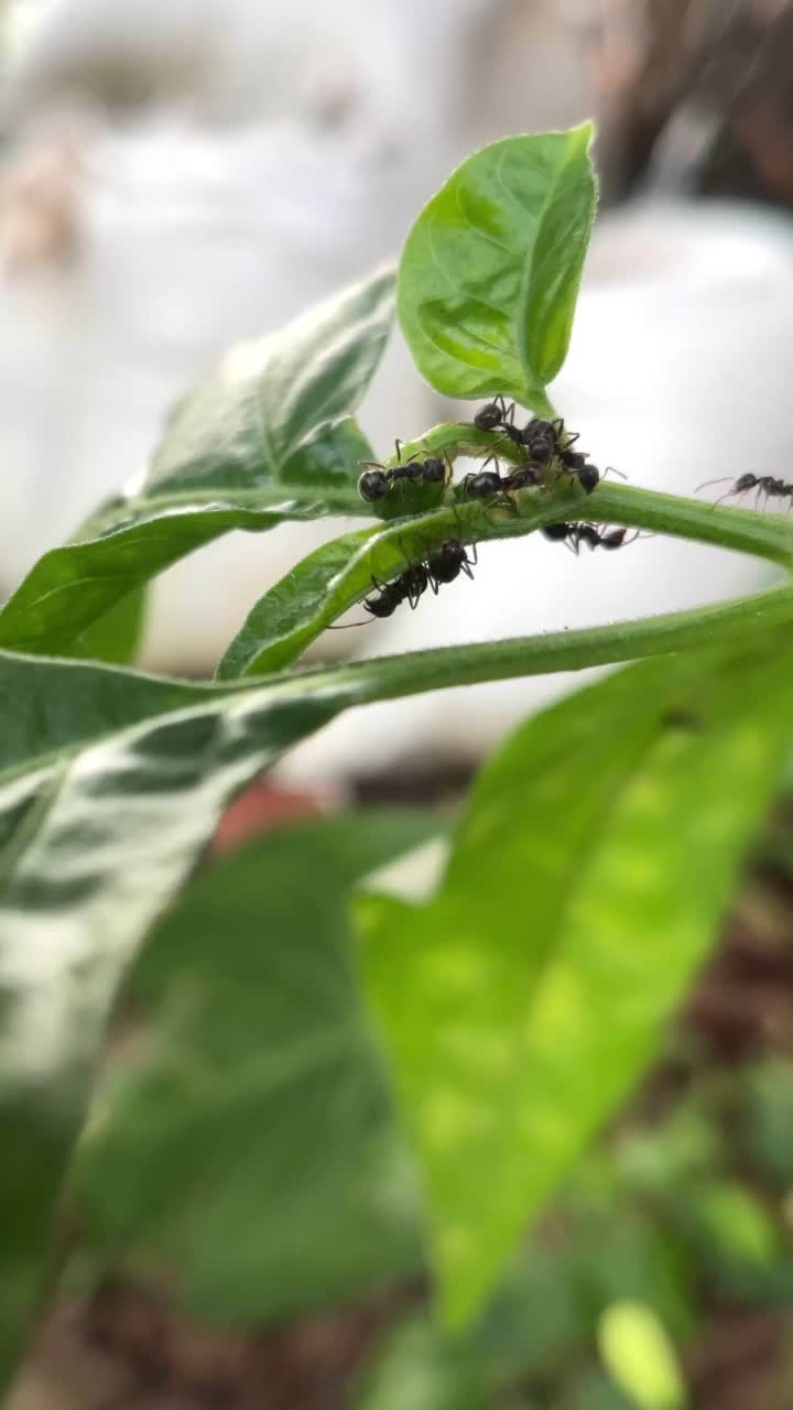 黑色蚂蚁聚集在具有自然背景的分枝植物上视频素材