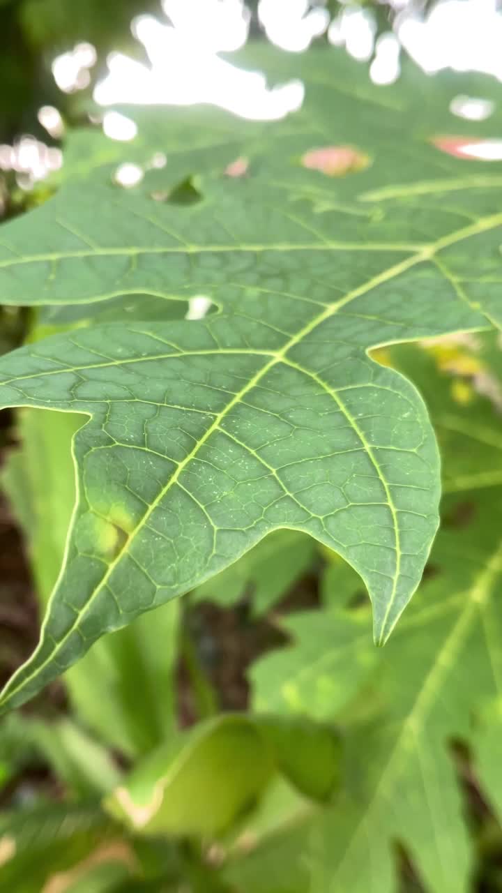 木瓜叶纹理在农场被风吹近视频素材