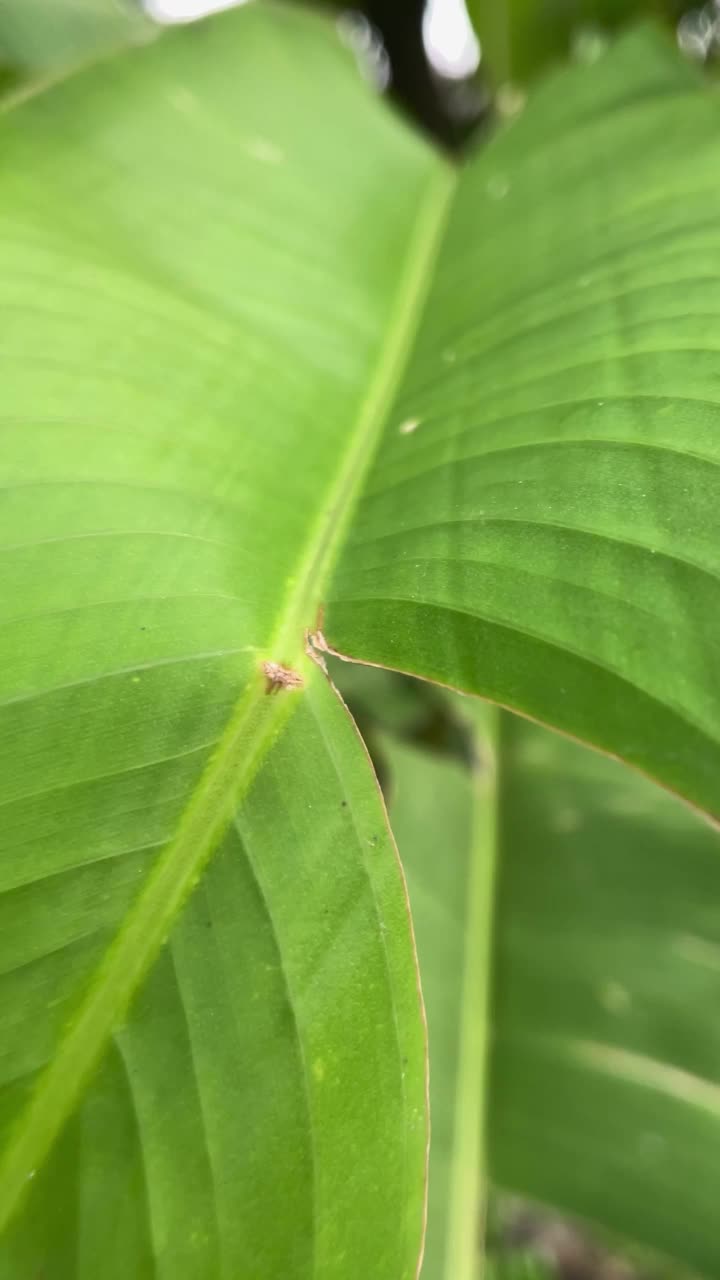 香蕉叶在树上的绿色视频素材