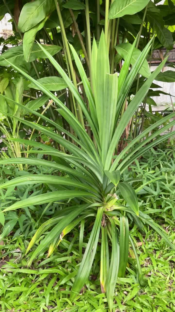 美丽的露达努斯，苋菜或棕榈树在花园里生长绿叶在早晨视频素材