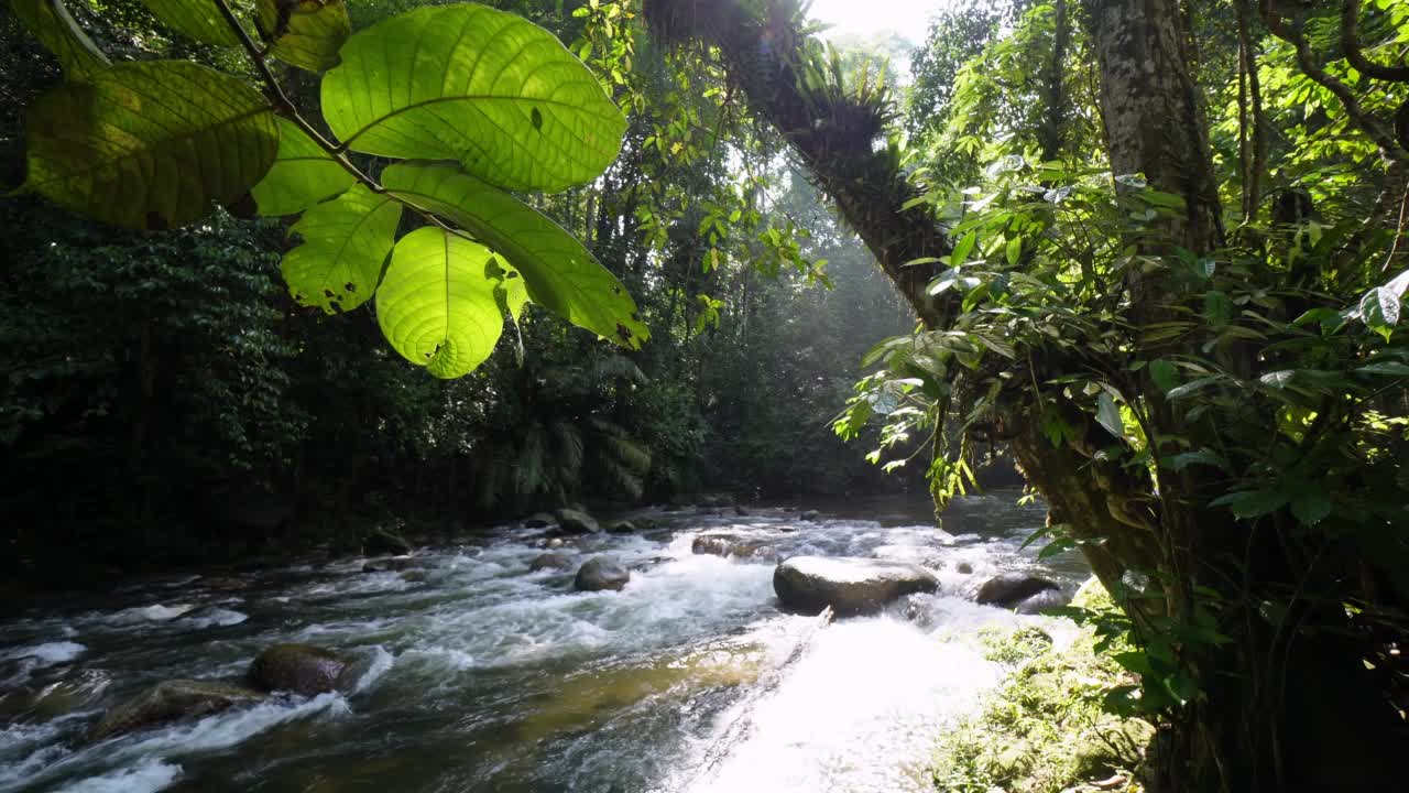 早晨美丽的光流在岩石河Sungai Sedim马来西亚视频素材