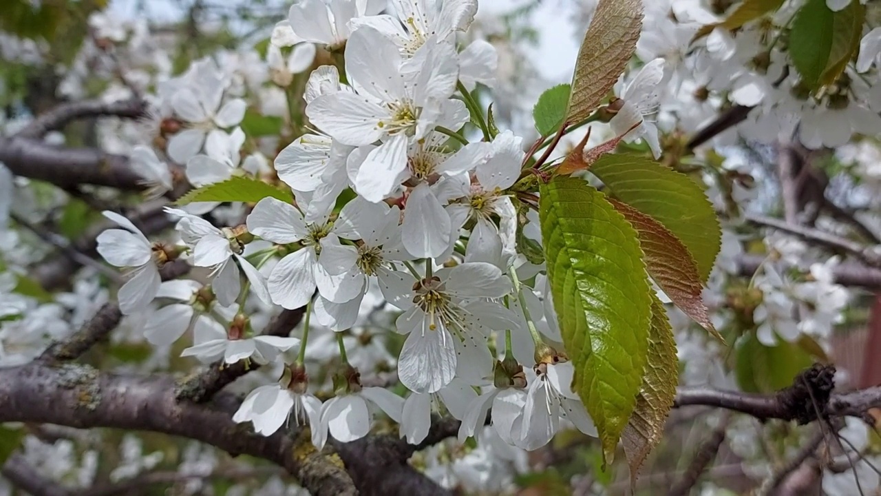 樱桃的花。阳光明媚的一天。多风的天气。春园果树视频素材