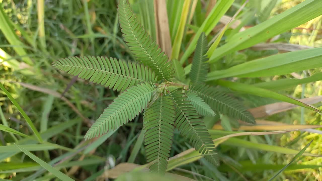 开花植物逆着风撞草视频素材