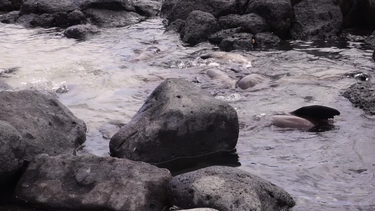 加拉帕戈斯群岛海狮视频素材