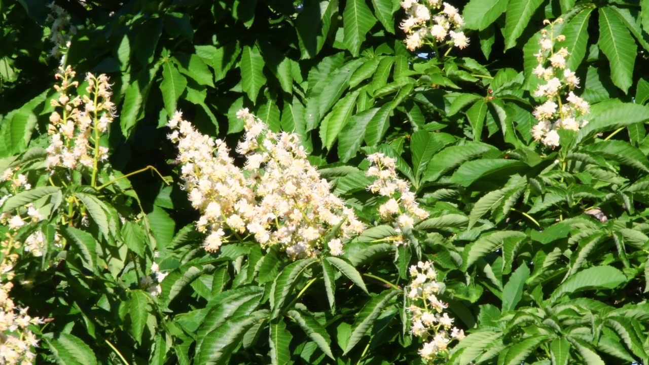 春天的栗树开着白花。带着芽的嫩枝和白花的栗树在风中摇曳视频素材