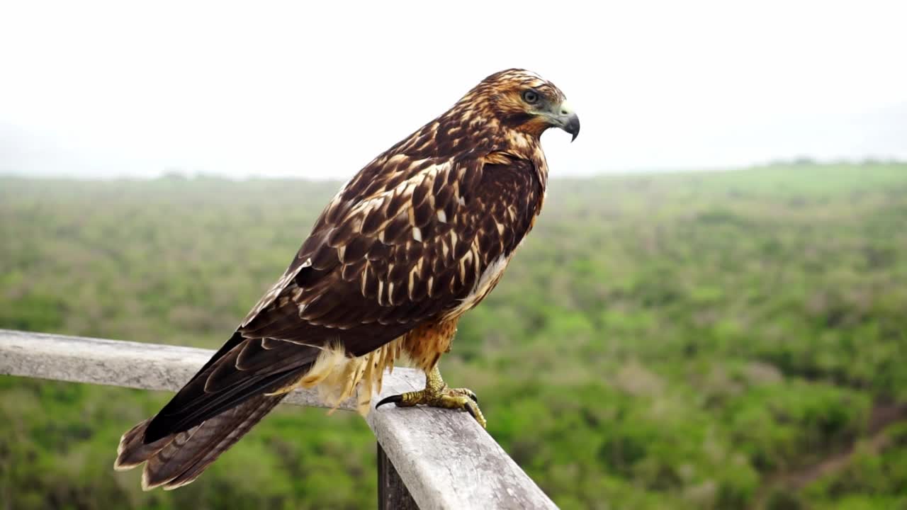 加拉帕戈斯鹰(Buteo galapagoensis)视频素材