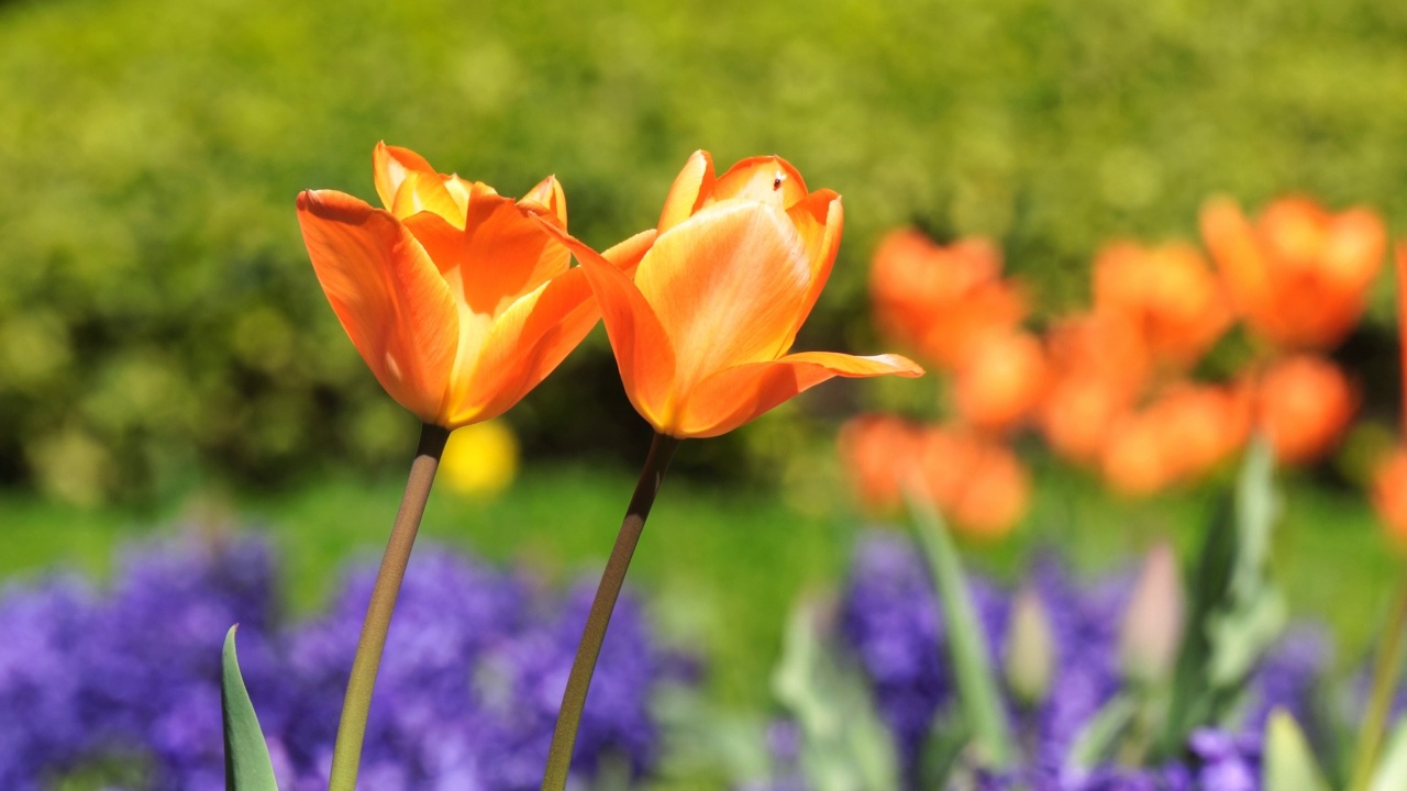 郁金香花与风信子视频素材