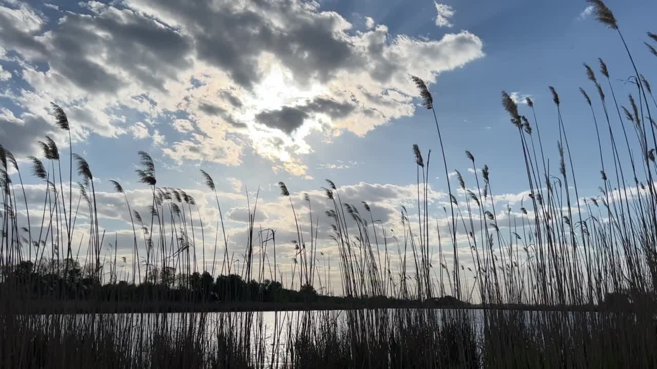 美丽的天空云在芦苇湖。视频素材