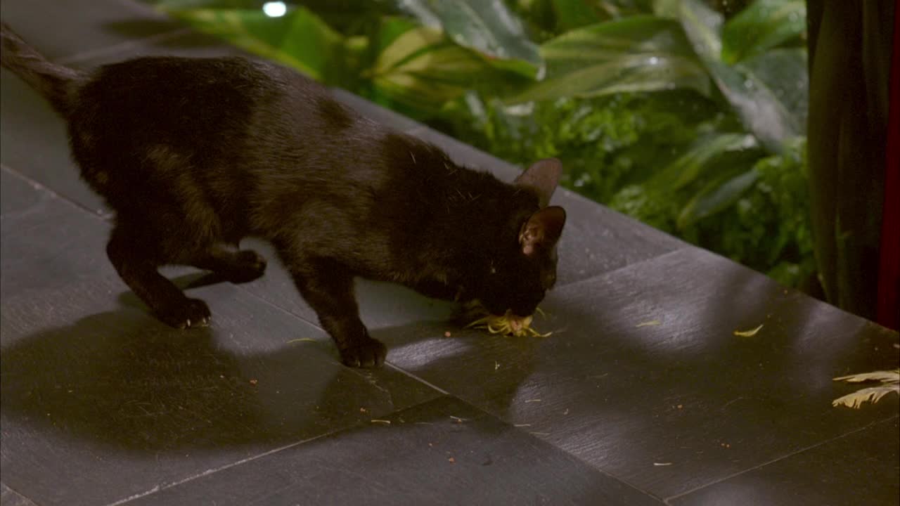 黑猫攻击或咬黄色金丝雀鸟玩偶的头的特写角度。看到猫离开屏幕左。看到瓷砖地板壁架后面的植物。视频素材