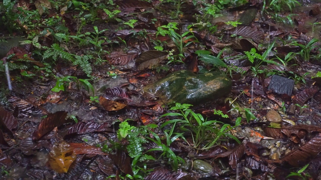 雨落在雨林里视频素材