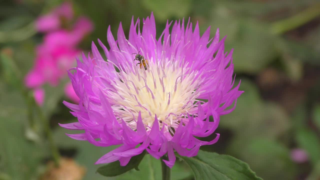 矢车菊白色花(拉丁语Centaurea dealbata)淡粉色视频素材