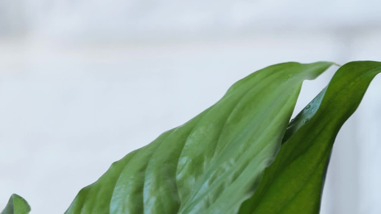 在家里喷洒室内植物的妇女。春天来照顾和浇灌植物。花匠手里拿着喷雾器。园艺的概念，爱好，家居。视频素材