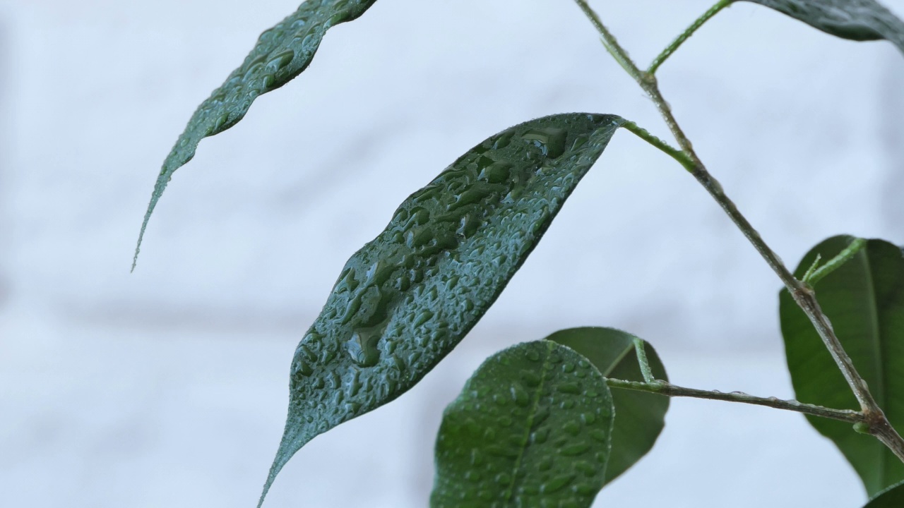 在家里喷洒室内植物的妇女。春天来照顾和浇灌植物。花匠手里拿着喷雾器。园艺的概念，爱好，家居。视频素材