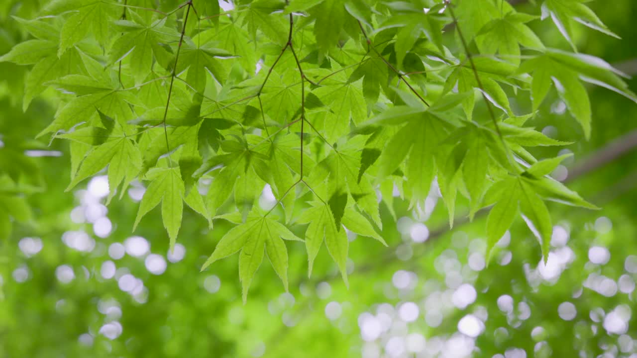 春天的植物带有明亮的绿色视频素材