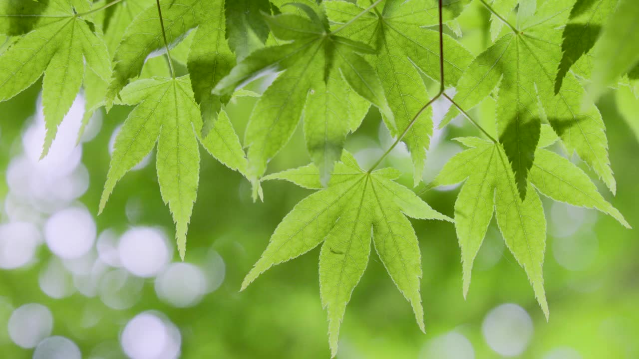 春天的植物带有明亮的绿色视频素材