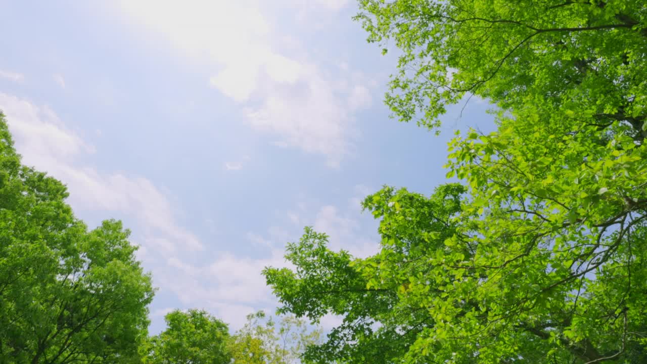 春天的植物带有明亮的绿色视频素材