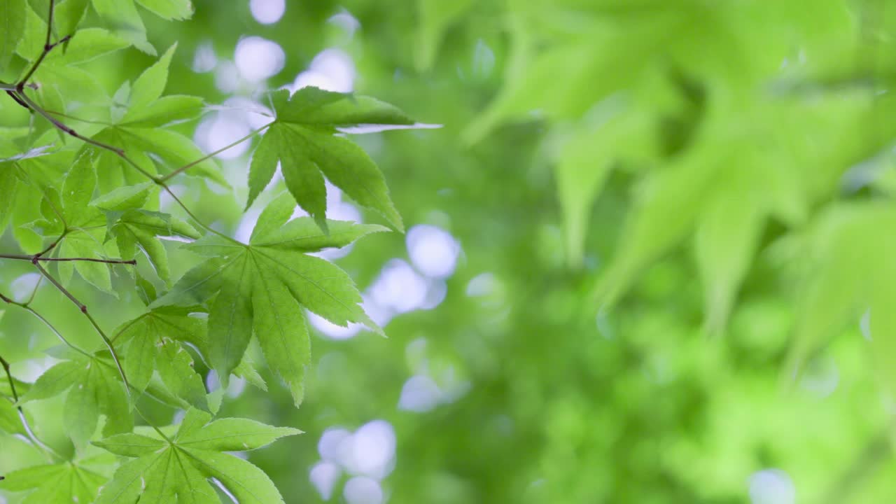 春天的植物带有明亮的绿色视频素材