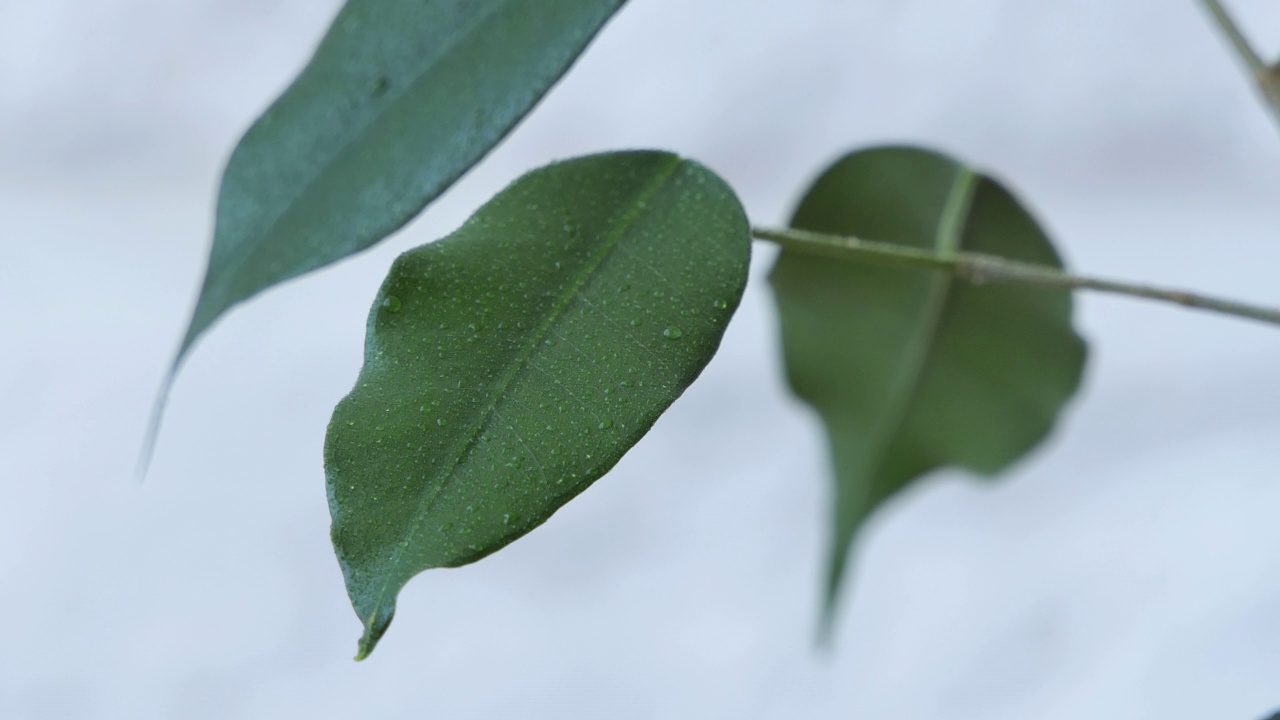 在家里喷洒室内植物的妇女。春天来照顾和浇灌植物。花匠手里拿着喷雾器。园艺的概念，爱好，家居。视频素材