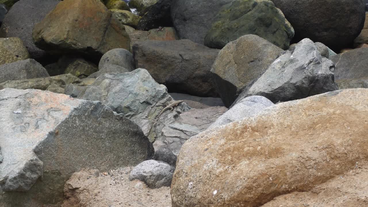 一只蜥蜴慢慢地走，隐藏在海边的岩石上，海浪在白天与石头相撞视频素材