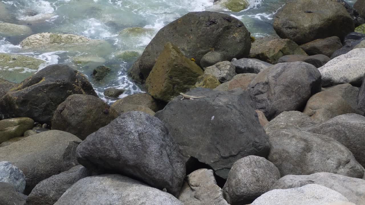 一只蜥蜴在海边的岩石上看着海浪在白天与石头相撞视频素材