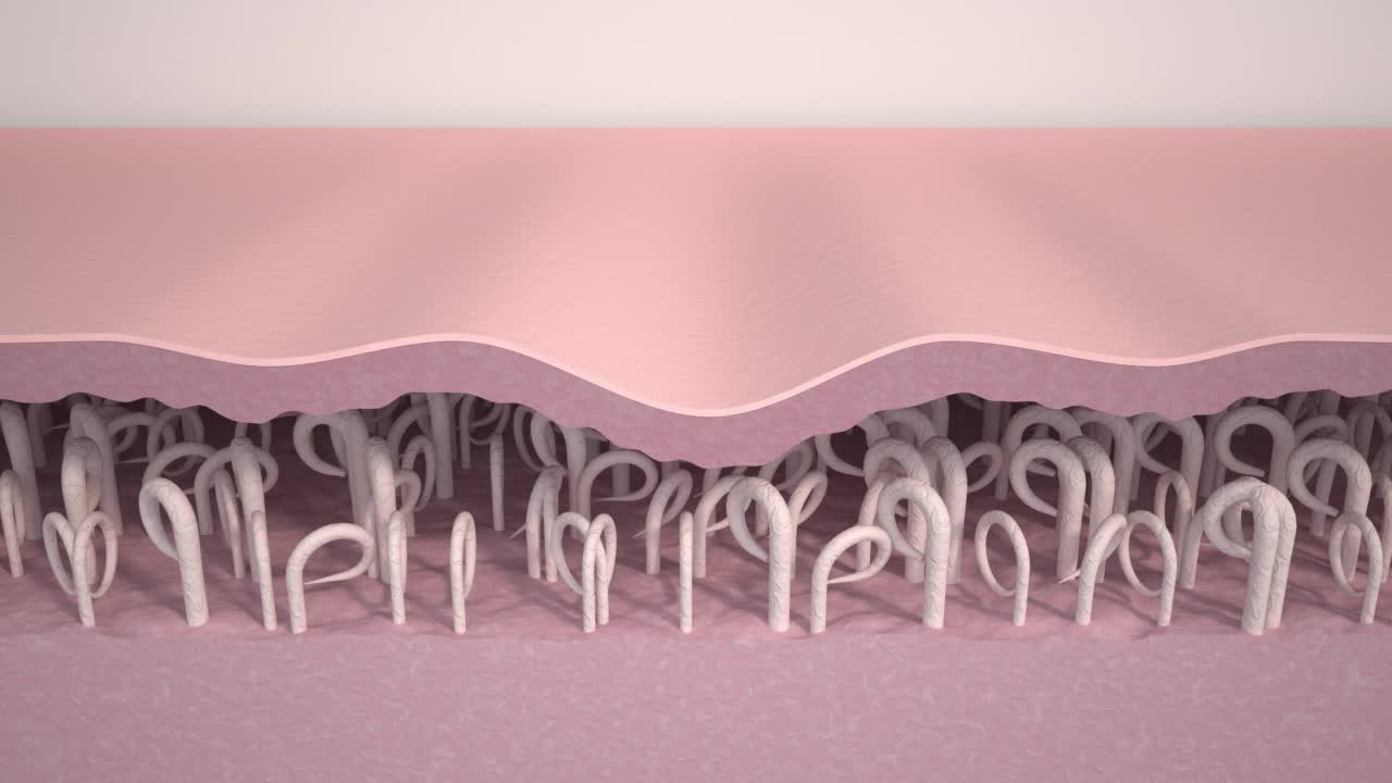 皱纹平滑。医学3d动画展示了皮肤年轻化、胶原蛋白和弹性蛋白纤维重建、皱纹消除和皮肤紧致的过程。抗衰老治疗的效果。视频素材