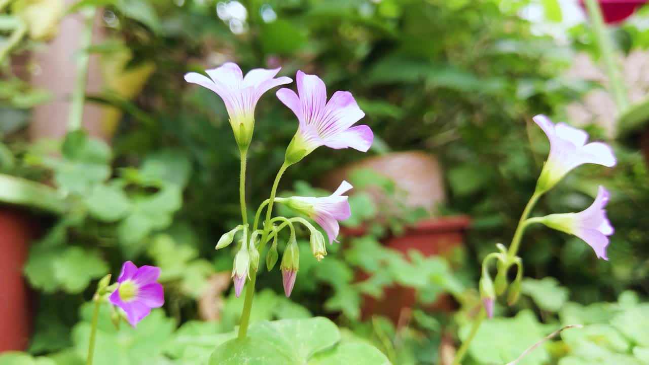 小花凋谢的酢浆草在花园里盛开。视频素材