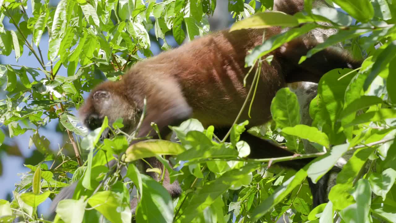 低角度近距离蜘蛛猴子吃树叶在树上在corcovado视频素材