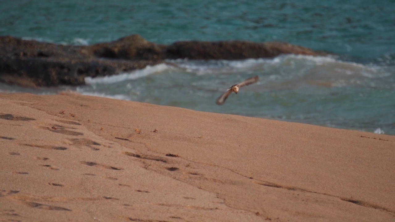 在印度果阿的Kakolem海滩，一只小鸟在海洋前面飞行的慢动作。带着白斑的小黑鸟在海滩上飞翔。在海滩的海水前的鸟视频素材