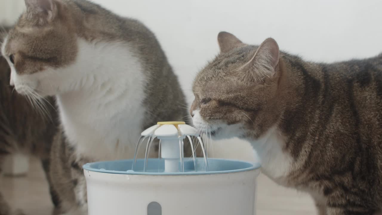 从宠物饮水器里喝水的猫。视频素材