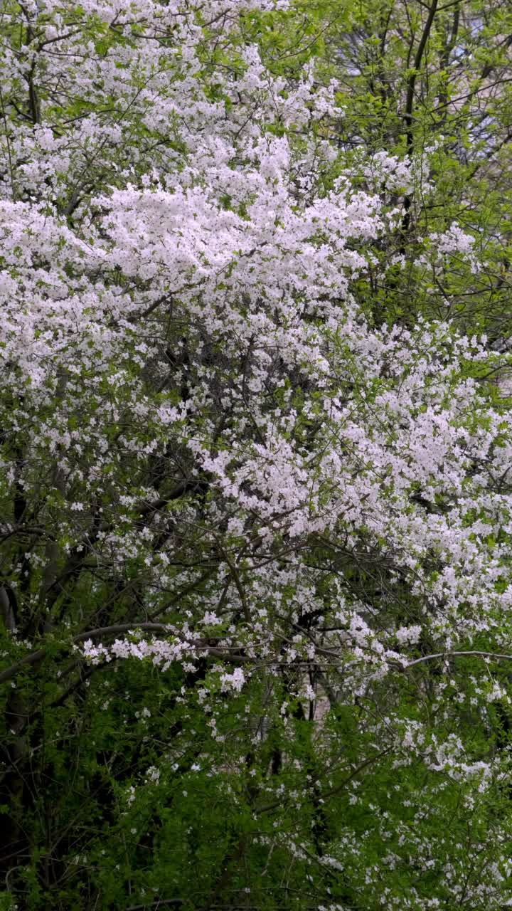 盛开的梅花树视频素材