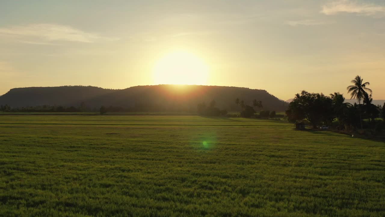 夕阳下的稻田视频素材