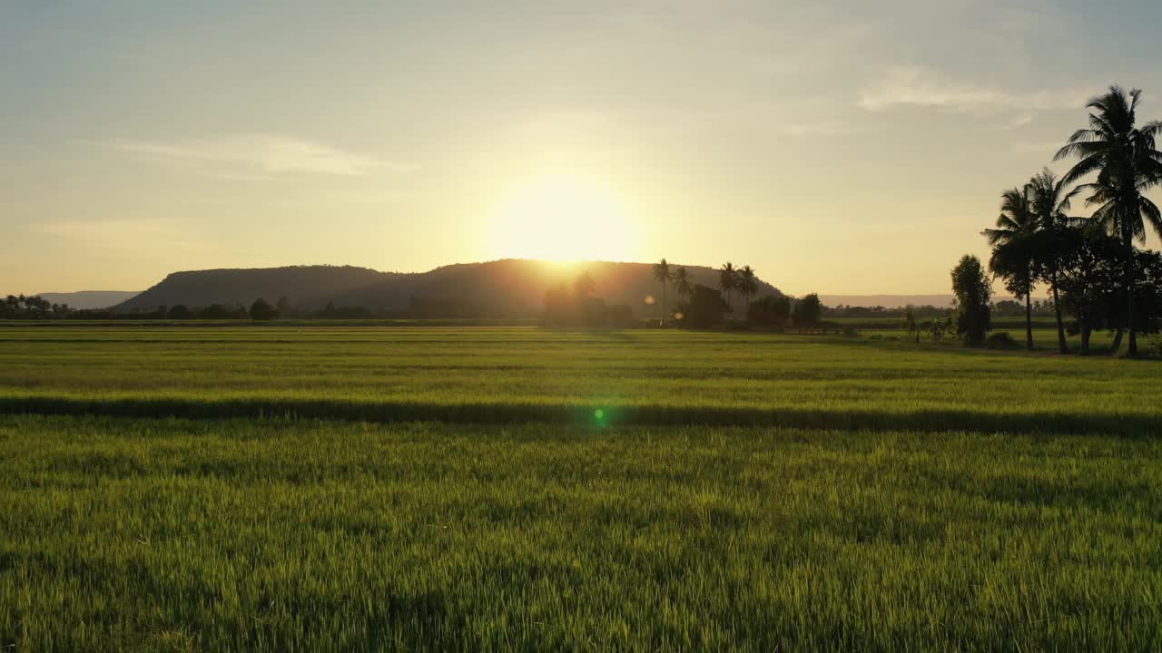 夕阳下的稻田视频下载