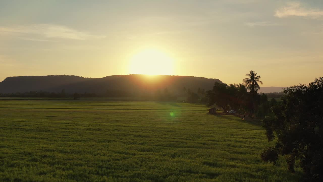 夕阳下的稻田视频下载