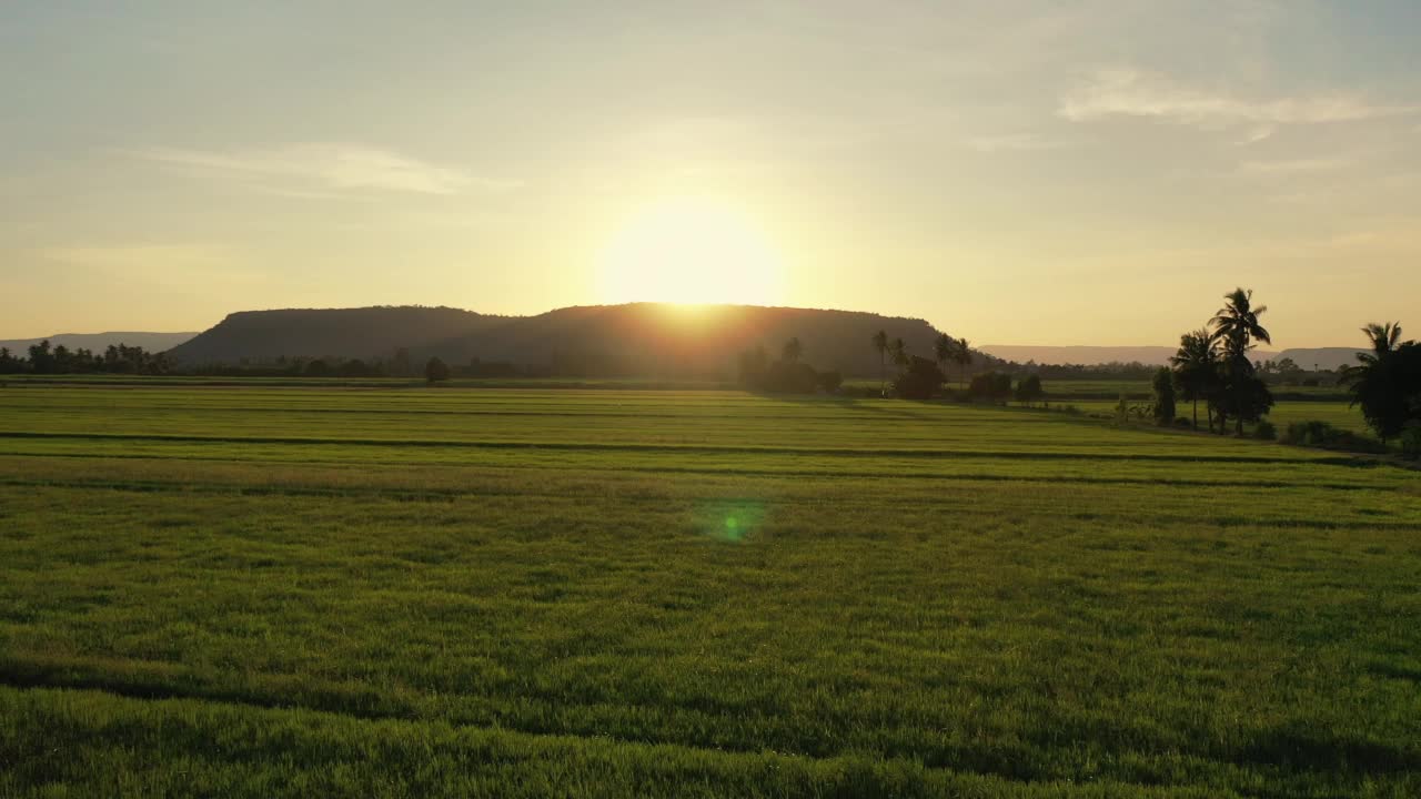 夕阳下的稻田视频下载