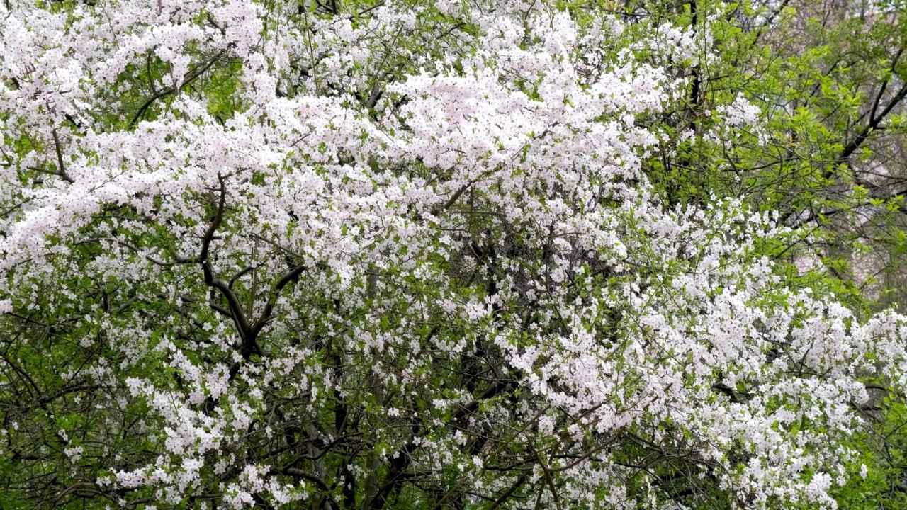 盛开的梅花树视频素材