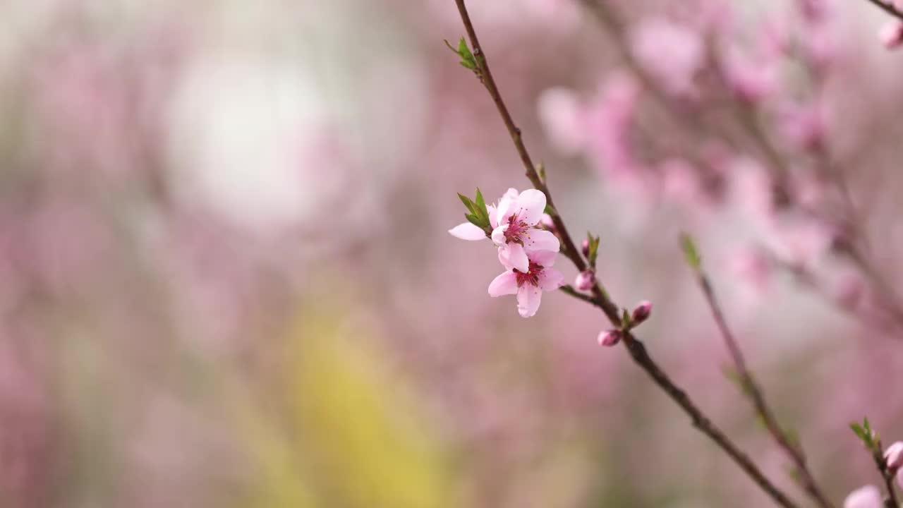 粉红色的桃花在春天盛开。美丽的桃花在风中摇曳。美丽的亮粉色的桃花盛开在枝头。特写镜头。高质量的4k镜头。视频素材