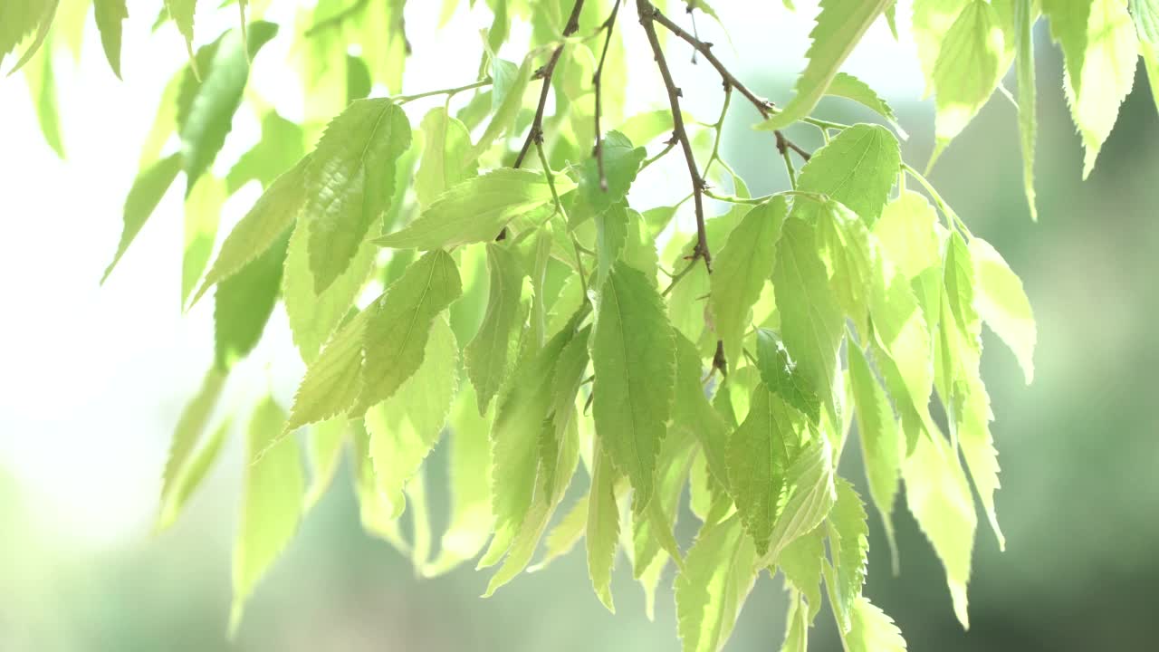 植物视频素材